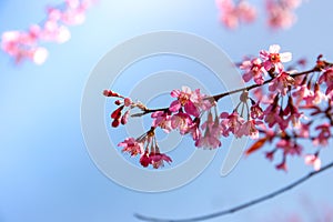 Spring time, feel fresh, Cherry Blossom in Sapa, Vietnam