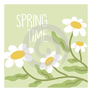 Spring time floral background. Delicate daisy flowers, card design. Gentle blossomed wildflowers, chamomile blooms on