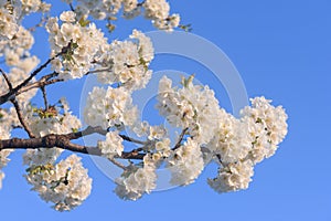 Spring time, flowers on blue sky