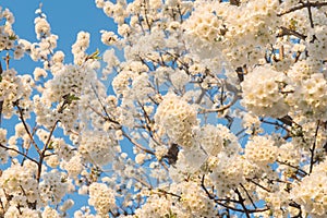 Spring time, flowers on blue sky