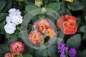 Multi coloured springtime primrose flowers in bloom with frilly petals