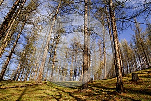 Spring time forests, Mongolia