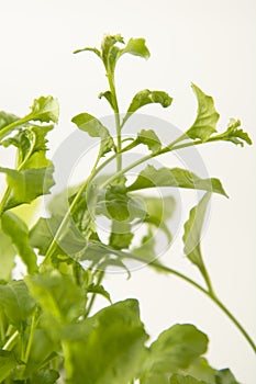 Spring time. Fresh and green leaves of flower, plant sprout. Gardening concept with copy space. Selective focus