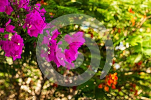 Spring time garden blossom leaves and pink flowers on tree branches with unfocused natural colorful foliage background