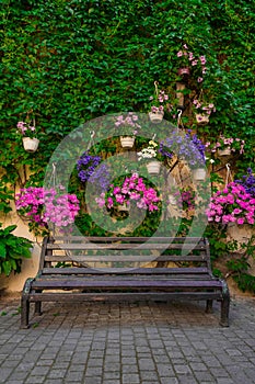 Spring time garden blossom vertical photography with wooden bench and blooming purple rose flowers and hanging green foliage