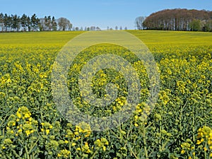 Spring time in the german muensterland photo