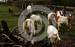 Spring time Goats playing
