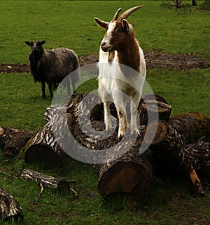 Spring time Goats playing