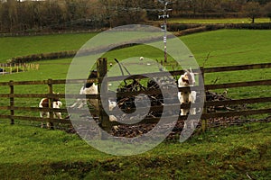 Spring time Goats playing