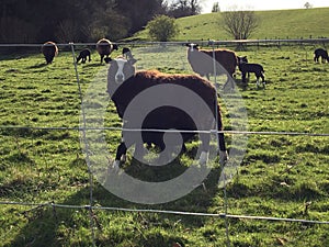 Spring time lambing