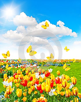 Spring time landscape with butterflies and sunny blue sky