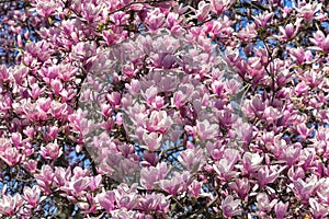 Spring time with magnolia blossom