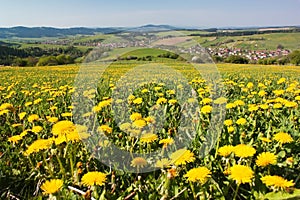 Spring time and meadow with common dandelion