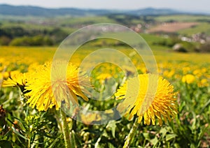 Spring time and meadow with common dandelion