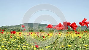 Spring time on the meadow, poppy flowers on the wind