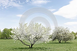 Spring time in nature with blooming trees. Blossoming cherry sakura tree and apple tree on a green field with a blue sky and