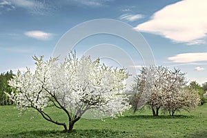 Spring time in nature with blooming trees. Blossoming cherry sakura tree and apple tree on a green field with a blue sky and