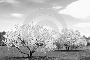 Spring time in nature with blooming trees. Blossoming cherry sakura tree and apple tree on a green field with a blue sky and