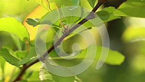 Spring time nature. Fresh green leaves macro shot.