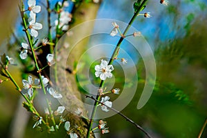 Spring time nature vivid colorful photography of blooming flower on tree branches with blurred background