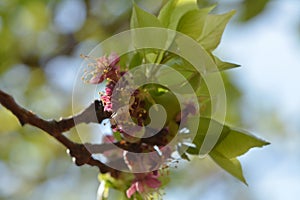 It is spring time the new birth of little apricots.