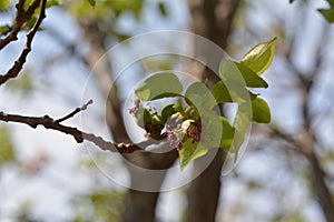 It is spring time the new birth of little apricots.