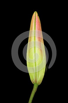 Spring time Oriental Lily bud flower