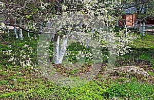 Spring time in a park - blooming cherry tree