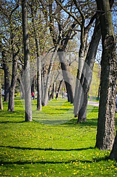 Spring time in a park