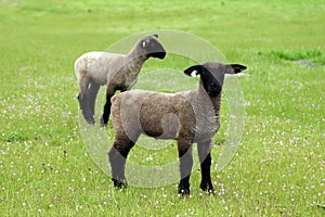 Spring time in the Pasture