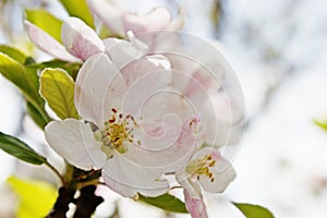 Spring Time Peach Blossom Close Up