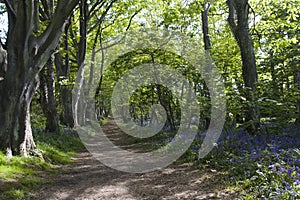 Spring time at Penrhos Country park