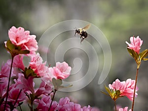 Spring time pink azaleas and bubble bee covered with pollen searching for nectar and more in this close up view