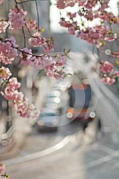 Spring time in Prague, blooming cherry trees in Ujezd