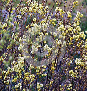 Spring Time Willows