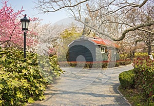 Spring time in Qingdao. Sakura blossom. Landscape of ZhongShan Park.