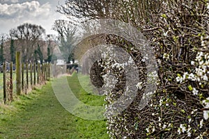 Spring time rural scene of a blossoming hedgerow seen adjacent to a grassy path and a farm fence.