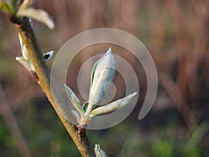 Spring time scene in park. First green leaves, tree twig macro view, selective focus. . Spring morning photo