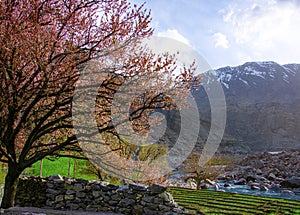 Spring time in Skardu, northern areas of Gilgit Baltistan, Pakistan