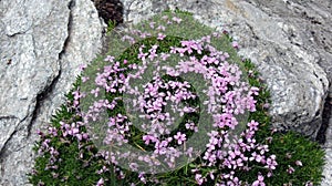 Spring time in the Swiss Alps. San Bernardino. Switzerland