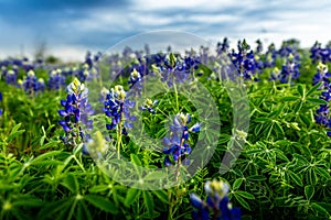 Spring time in Texas, field with blooming blue bonnets