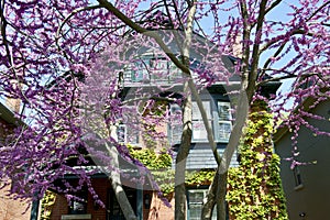 Spring time-Toronto photo