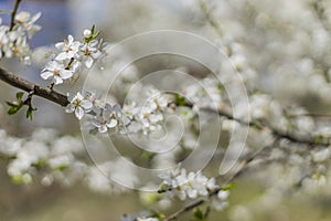 Spring time tree blooming natural scenic view concept photography of white flower on a branch with outdoor garden blurred