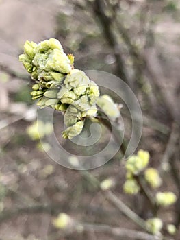 Spring Tree Bourgeon