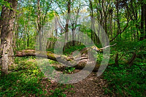 Spring Time For Turkey, April 2019, Belgrad Forest, Bright Day