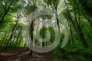 Spring Time For Turkey, April 2019, Belgrad Forest, Bright Day