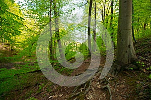 Spring Time For Turkey, April 2019, Belgrad Forest, Bright Day