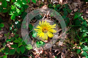 Spring Time For Turkey, April 2019, Yellow Flower, Belgrad Forest, Bright Day