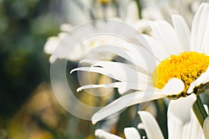 Spring time, white chamomile, wild flower in garden or meadow on sunny day, outdoors. Daisy close-up, side view, selective soft