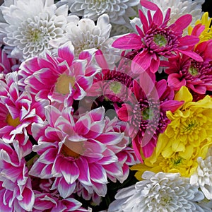 Spring time! White, yellow and violet-colored chrysanthemums top view close up